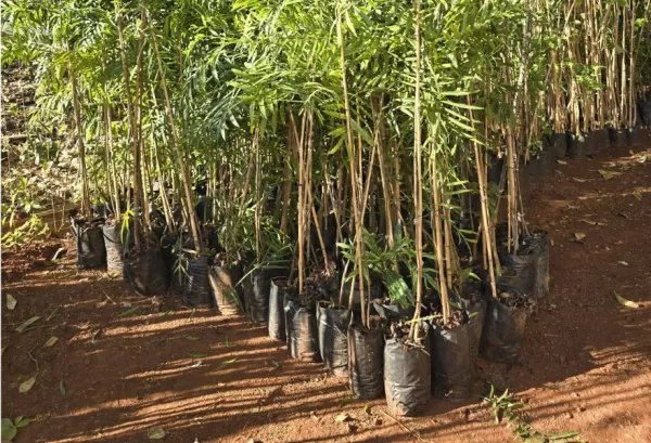 Marília disponibiliza mais de 2 mil mudas para arborização urbana