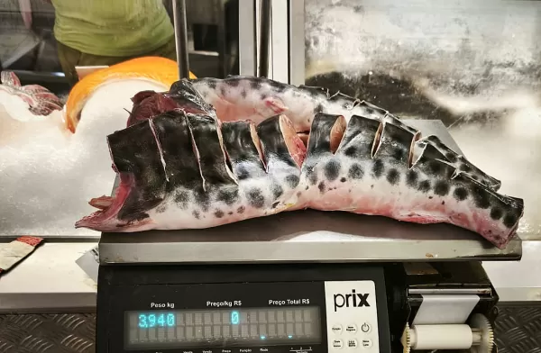 Operação Piracema: supermercado de Marília é multado por não apresentar declaração de estoque de peixes