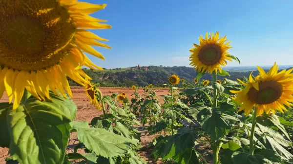 Turismo Natural: Praia do Valle convida a população para o Festival Florada do Girassol