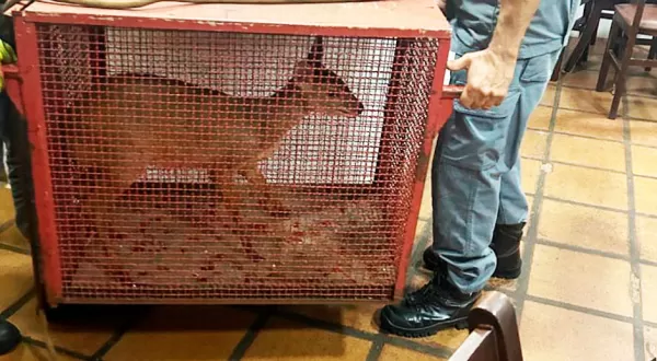 Cervo invade pastelaria e mobiliza Bombeiros