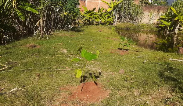 Reflorestamento e recuperação de nascente marcam ação ambiental em Marília