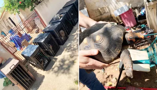 Operação em Marília resgata cães, gato e até um jabuti em situação de maus tratos