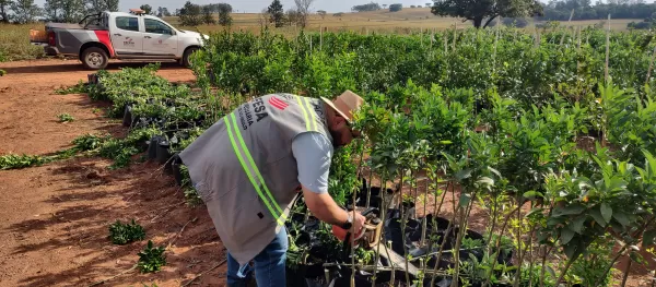 Operação contra o Greening apreende 25 mil mudas cítricas irregulares na região