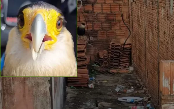 Homem é preso pela polícia após manter ave silvestre entre lixo doméstico
