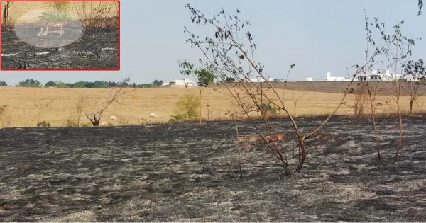 Animais sofrem com novo foco de queimada em Marília