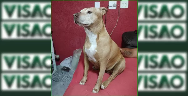 Família procura cadela desaparecida em Marília e pede ajuda da população