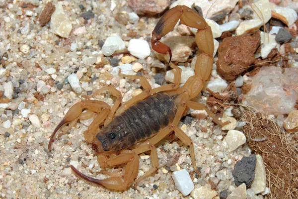 Saiba o que fazer para prevenir o aparecimento de escorpiões em casa