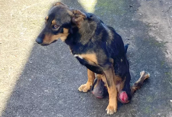Resgate de cãozinho, vítima de maus-tratos, termina em disputa judicial pela guarda do animal