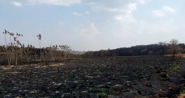 Polícia Ambiental multa CPFL e fazendas em R$ 13,8 milhões por queimadas