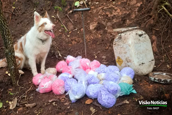 Cães do BAEP farejam tambor enterrado com 12 kg de drogas em Marília