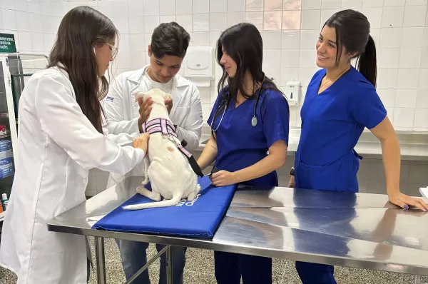 Unimar realiza 100 castrações gratuitas de animais
