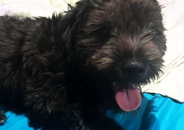 ONG Spaddes denúncia na polícia moradora de Garça por envenenamento de animais.