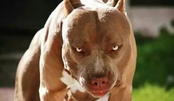 Pitbull invade casa para atacar cãozinho em Marília e caso vai parar na polícia