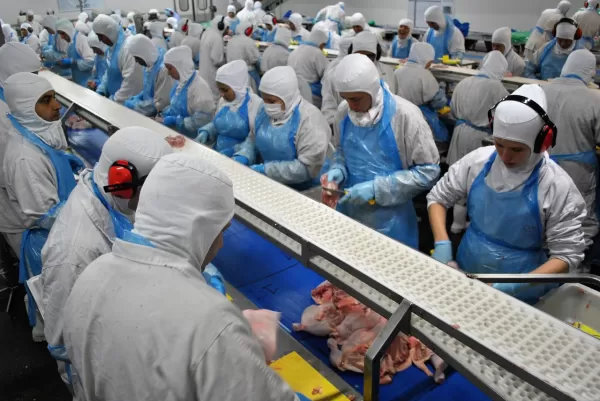 Frigorífico na região abre 500 vagas de trabalho. Veja como se candidatar!