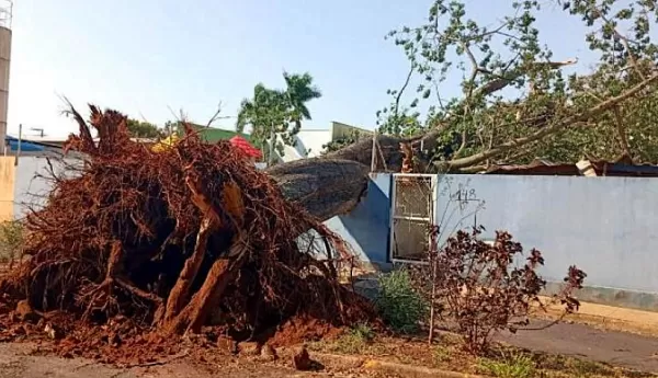 Queda de árvore sobre playground de creche quase se transforma em tragédia