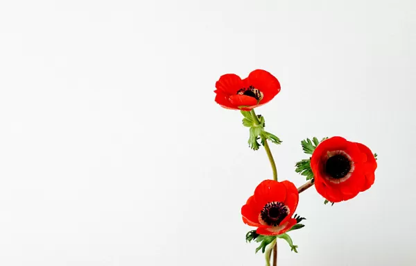 Obituário: sepultamentos nesta quarta-feira (dia 15/04) em Marília e região