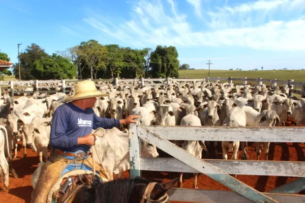 Reta final das inscrições para o Mestrado Profissional em Saúde Animal, Produção e Ambiente da Unimar