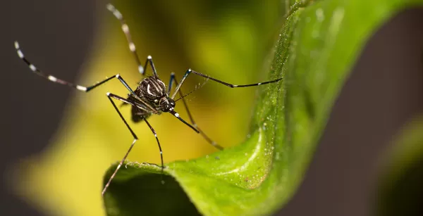 Mortes por dengue avançam na região. Marília já teve 12 óbitos