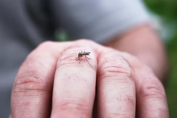 Marília confirma mais duas mortes por dengue