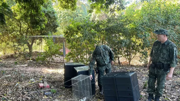 Força-tarefa resgata gatos abandonados na zona leste em Marília