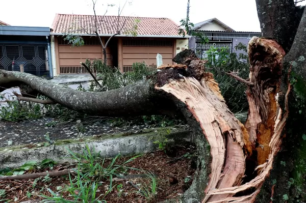Prefeitura contabiliza cerca de 100 árvores derrubadas pelo temporal em Marília