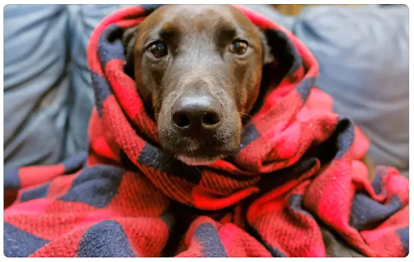 MUNDO PET | Como proteger cães e gatos do frio