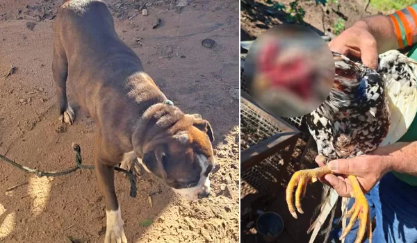 Polícia Ambiental encontra cães e galos vítimas de maus-tratos, além de degradação ambiental em Marília