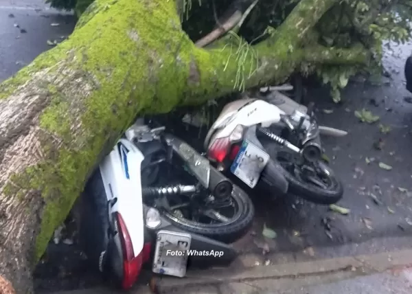 Chuva derruba árvore sobre motos e interdita rua em Marília