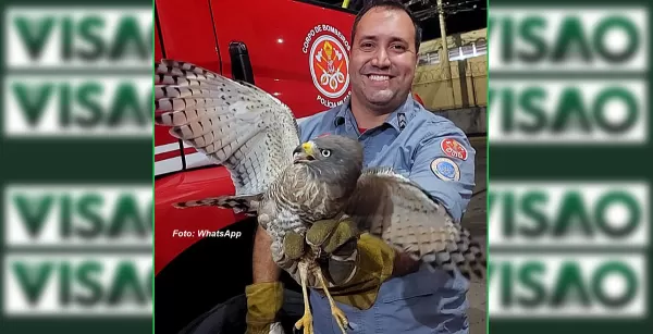 Bombeiros resgatam gavião numa casa em Marília