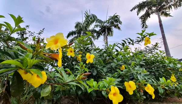 Primavera começa nesta terça-feira com novo alerta de tempestade para Marília e região