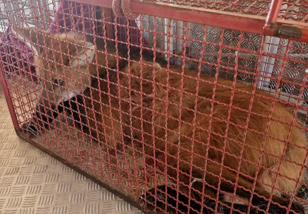 Lobo-guará aparece em quarto de uma casa e é capturado pelo Corpo de Bombeiros