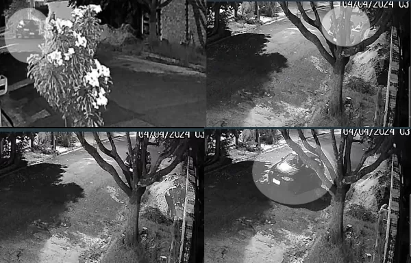 Casal é flagrado abandonando animais na frente de abrigo mantido por voluntária em Marília