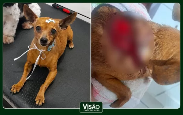 Após morte de cachorrinha atacada em Garça, ativista pede punição mais rigorosa para tutora