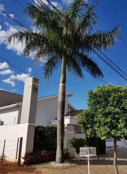 Após acidentes, Garça alerta sobre proibição do plantio de palmeiras e coqueiros em calçadas