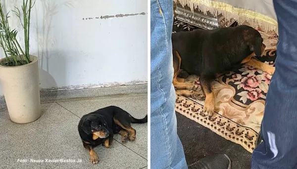 Amor e fidelidade: cachorrinho passa a noite ao lado de caixão durante velório de tutor em Bastos