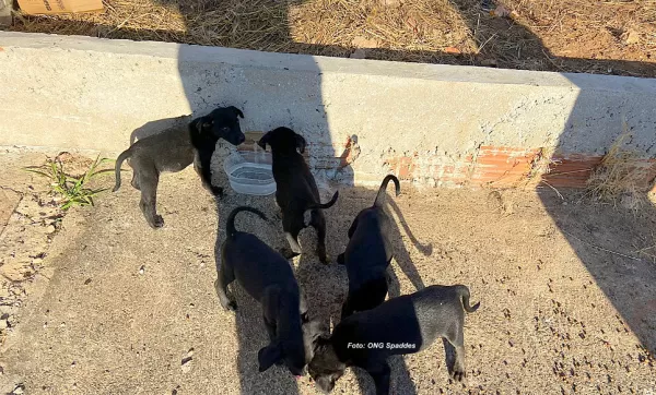 ONG Spaddes resgata filhotes abandonados em Marília
