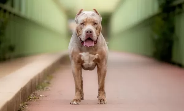 Cão pitbull morde criança em Marília e caso vira uma grande confusão entre vizinhos