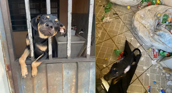 ONG Spaddes e Polícia Civil resgatam mais um animal vítima de maus tratos