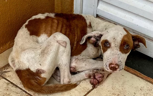 Sem água, comida e com carrapatos... animal é resgatado por ONG em Marília