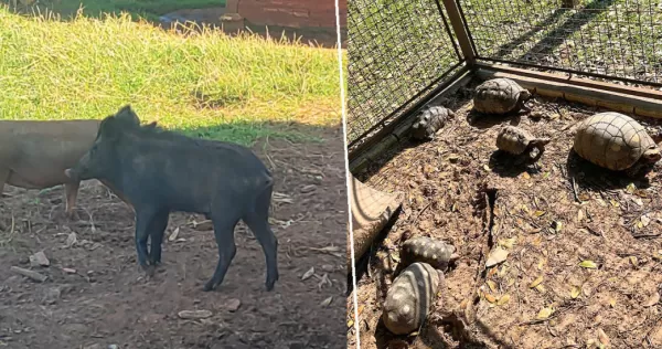 Polícia Ambiental encontra criação irregular de javaporco e jabutis em fazenda; multas chegam a R$ 6,2 mil