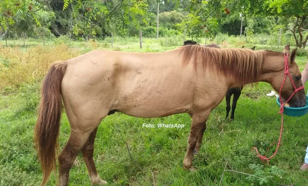 Após matéria do Visão Notícias, cavalo que estava desaparecido em Marília é encontrado