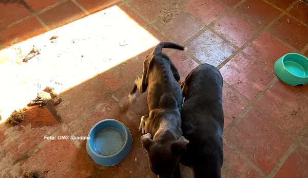 Maus tratos: Entrevias se diz "surpreendida" com operação em abrigo de proteção de animais