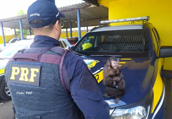 PRF resgata macaco-prego transportado irregularmente na BR-153