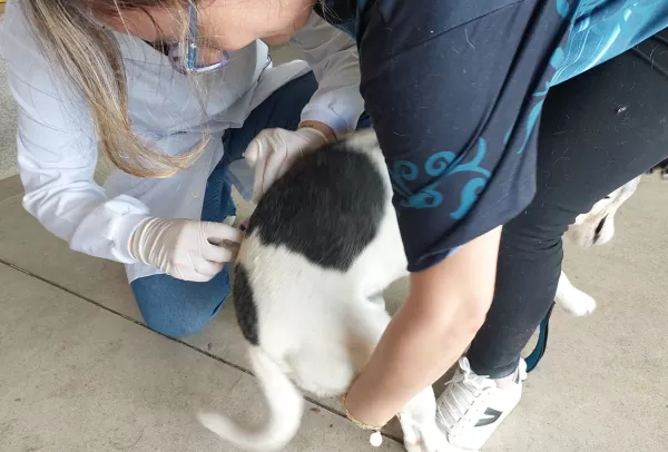 1ª Ação Antirrábica deste ano em Marília será neste sábado. Confira onde será