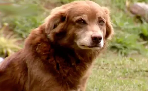 Cães e gatos podem ser sepultados em jazigos familiares