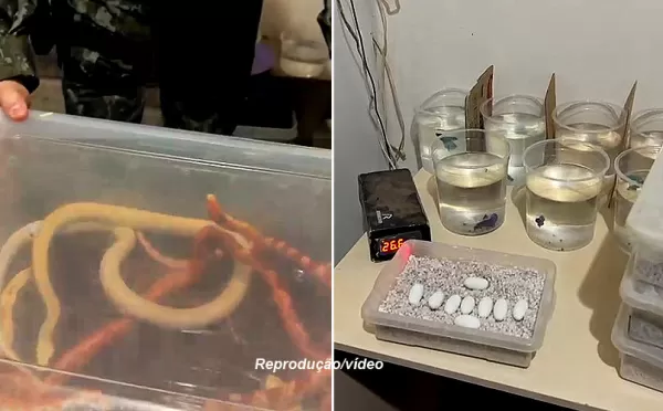 Criador de serpentes é multado em mais de R$ 20 mil pela Polícia Ambiental