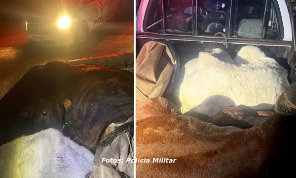 Polícia Militar recupera bovinos transportados em Saveiro e agora procura o dono dos animais