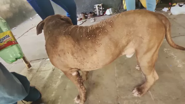 Irmãos são presos por maus-tratos a pitbull em Marília