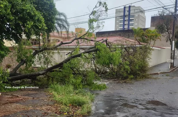 Temporal  provoca queda de árvores em Marília e deixa equipes de emergência em alerta