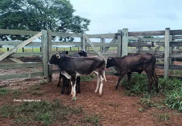 Pecuarista recupera bezerros furtados após serem anunciados à venda em grupo de mensagens